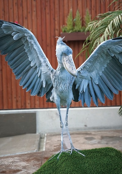 羽ひろげるハシビロコウ