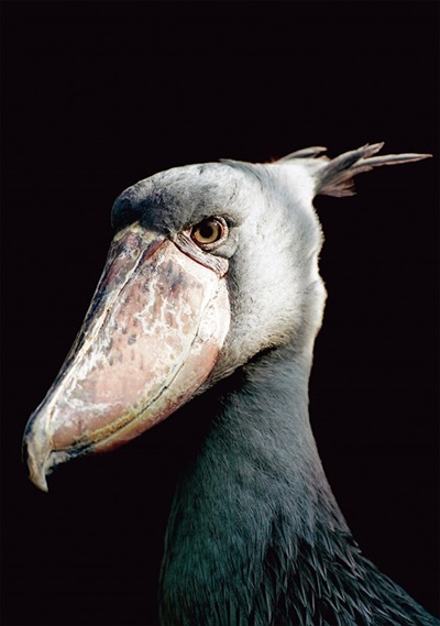 かっこいいハシビロコウ