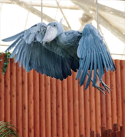 飛ぶハシビロコウ