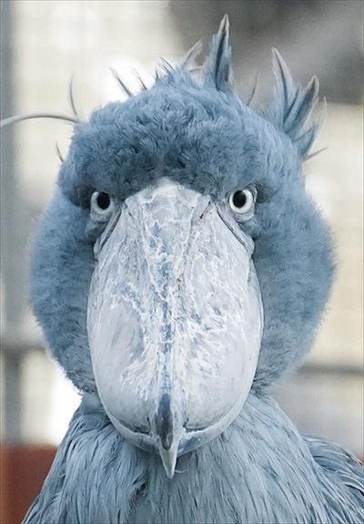 モフモフハシビロコウ