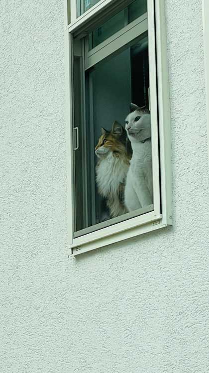 猫 飼い主は行ったか 見送り 確認 窓