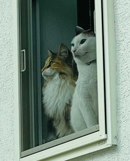 猫 飼い主は行ったか 見送り 確認 窓