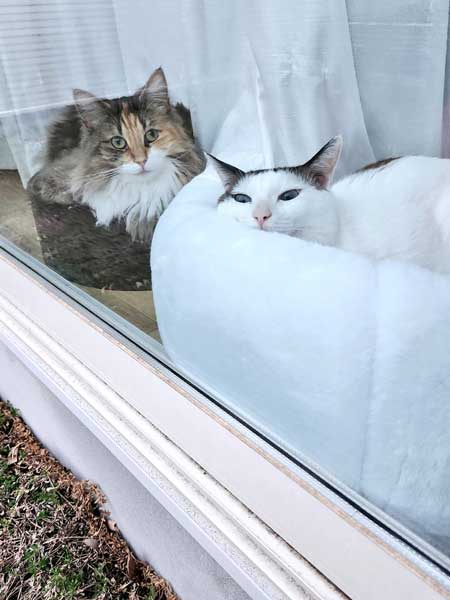 猫 飼い主は行ったか 見送り 確認 窓