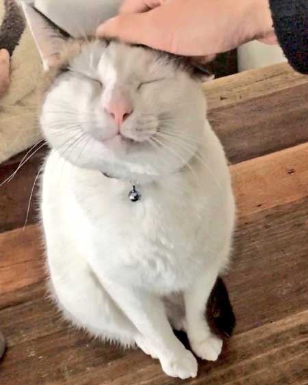 猫 飼い主は行ったか 見送り 確認 窓