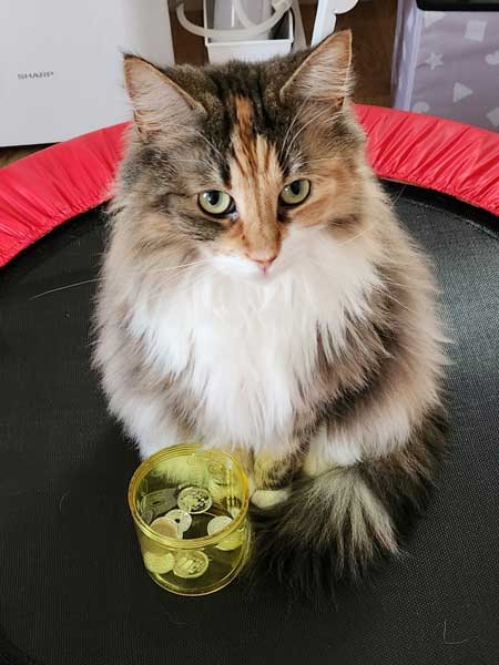 猫 飼い主は行ったか 見送り 確認 窓