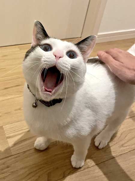 猫 飼い主は行ったか 見送り 確認 窓