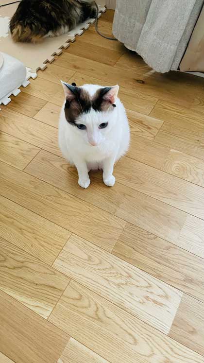 猫 飼い主は行ったか 見送り 確認 窓