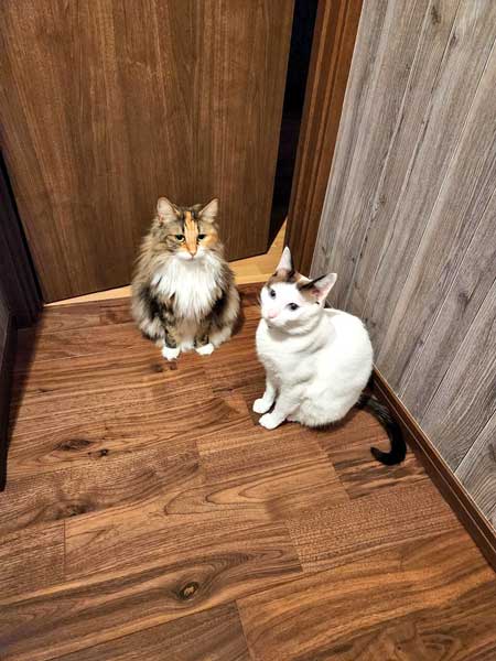 猫 飼い主は行ったか 見送り 確認 窓