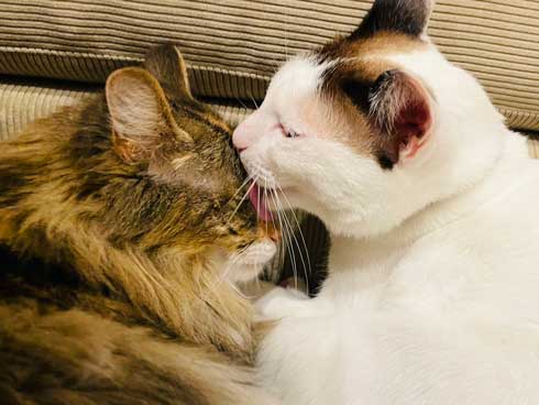 猫 飼い主は行ったか 見送り 確認 窓