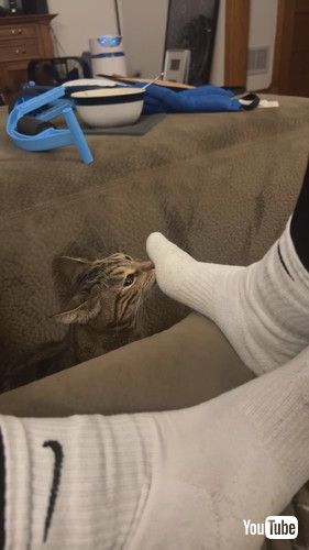 「Feline Gives Stank Face After Smelling Sock || ViralHog」