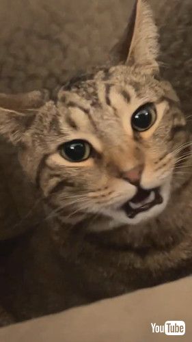 「Feline Gives Stank Face After Smelling Sock || ViralHog」