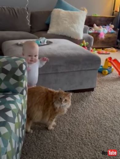 猫を触ってみたい赤ちゃん