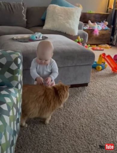 猫を触ってみたい赤ちゃん