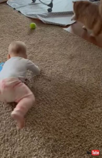 猫を触ってみたい赤ちゃん