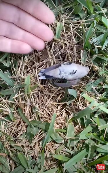 ハチドリが再び飛び立つ様子