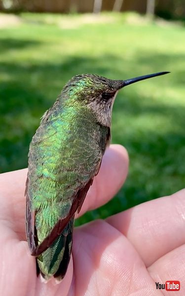 ハチドリが再び飛び立つ様子
