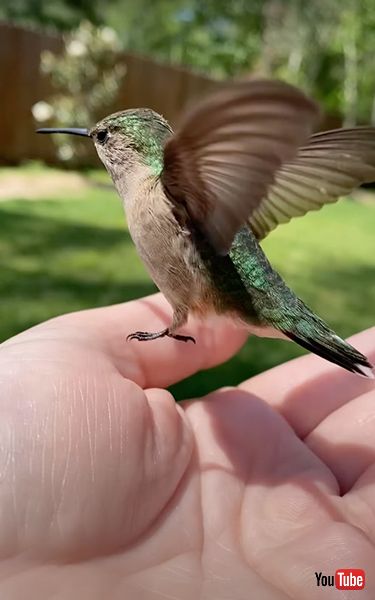 ハチドリが再び飛び立つ様子