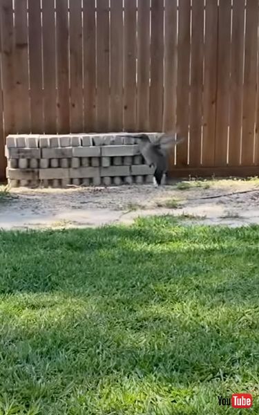 ハチドリが再び飛び立つ様子