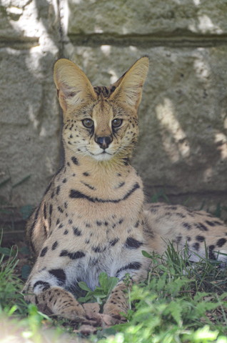大きな耳の猫科動物