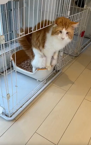 トイレしてる猫顔見える