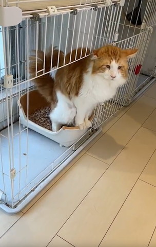 猫のトイレ床から浮いてる