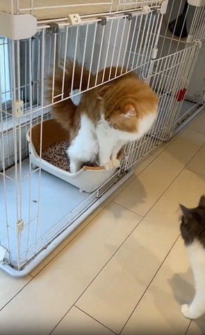 トイレしながら後ろ向く猫