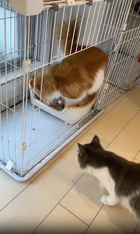 トイレにいる猫と見に来た猫