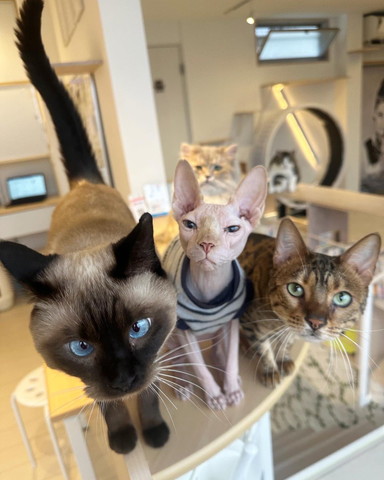 ケージに顔挟んでる子犬