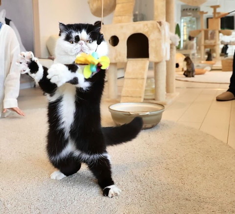 2足立ちで遊んでる猫