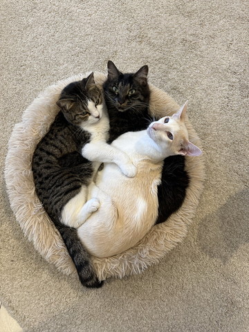 3匹くっついてる猫