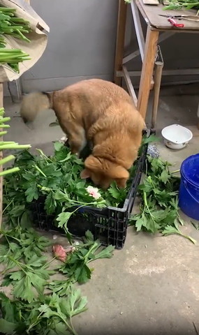 葉っぱの匂いをかぐワンコ後頭部