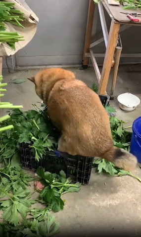 葉っぱを掘るワンコ後ろ姿