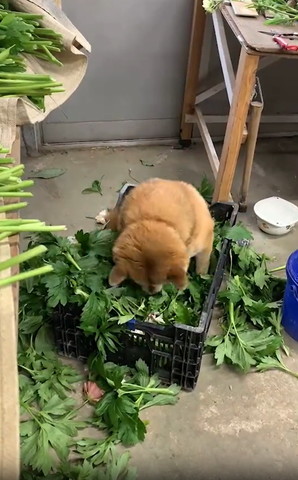 はっぱの中に座るワンコ下向いてる