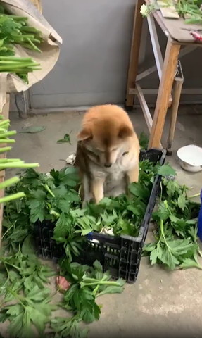 はっぱの中に座るワンコ