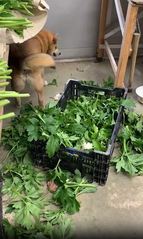 葉っぱが入った箱と横にワンコ