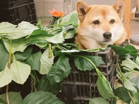 葉っぱの箱に入るワンコ正面