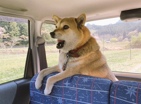 ドライブワンコ