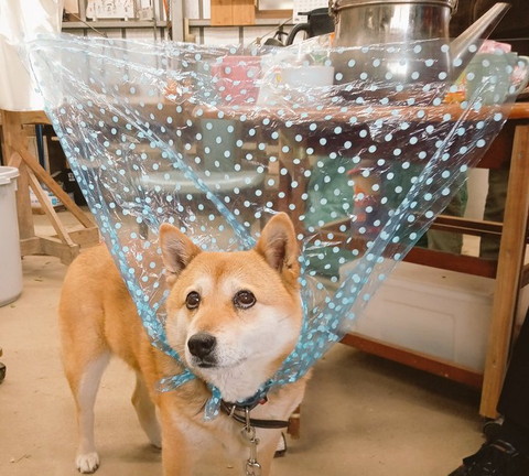 マントみたいにビニールつけてるワンコ