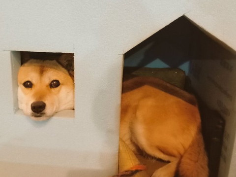 窓からのぞくワンコ