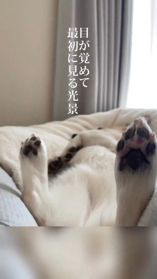 コーギーのおなか