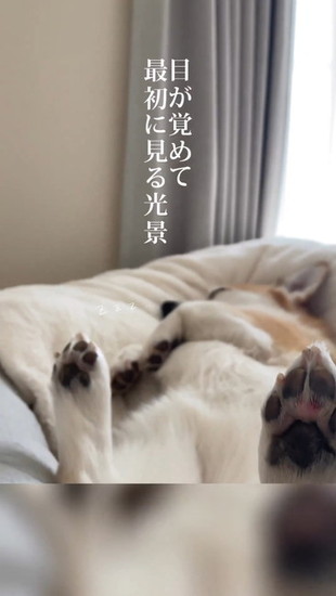 寝ている犬