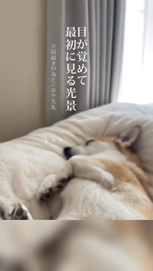 熟睡している犬