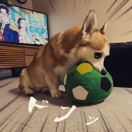 ボールを噛む犬