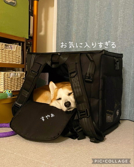 バッグに収まる犬