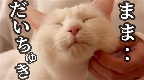 人間嫌いの元野良猫