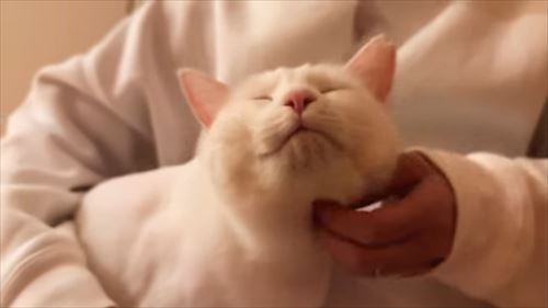 ママへの愛が爆発した猫