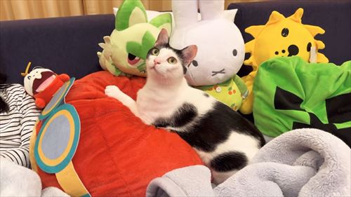 ママへの愛が爆発した猫