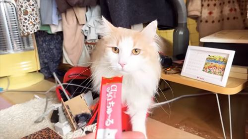 ママへの愛が爆発した猫