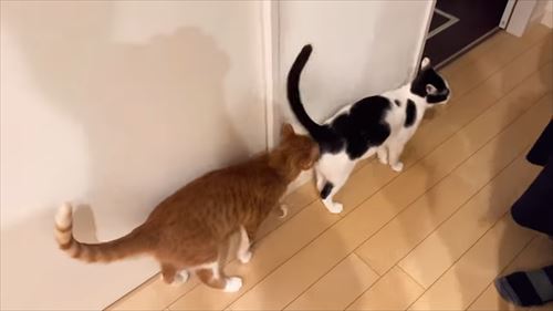 ママへの愛が爆発した猫