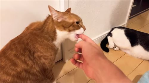 ママへの愛が爆発した猫